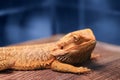 Great reptile - bearded dragon sitting on a wooden table.