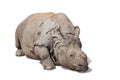 Great rhinoceros. A rare animal
