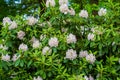 Great Rhododendron Shrub Royalty Free Stock Photo