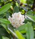 Great Rhododendron Evergreen Shrub Royalty Free Stock Photo