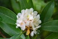 Closeup of a Cluster of Great Rhododendron Flowers