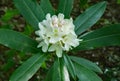 Great Rhododendron in the Blue Ridge Mountains Royalty Free Stock Photo