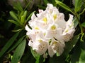 Great Rhododendron - Rhododendron maximum Royalty Free Stock Photo