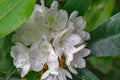 Great Rhododendron - Rhododendron maximum Royalty Free Stock Photo