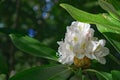 Great Rhododendron - Rhododendron maximum