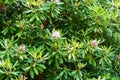 Great Rhododendron Shrub