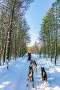 Great ride on sled dogs