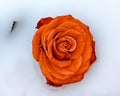 Beautiful rose lies on a white background Royalty Free Stock Photo