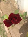 Great rose kalli look awesome
