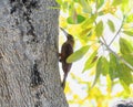 Great Rufous Woodcreeper (Xiphocolaptes major) in Brazil