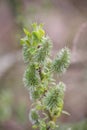 Great Sallow or Pussy Willow (Salix caprea), a type of willow. Royalty Free Stock Photo