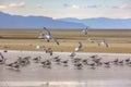 The Great Salt Lake in Utah with a flock of birds Royalty Free Stock Photo