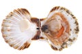 Great scallop Royalty Free Stock Photo