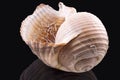 Great sea shell isolated on black background Royalty Free Stock Photo