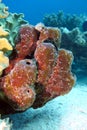 Great sea sponge on the bottom of red sea Royalty Free Stock Photo