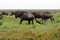 The Great Serengeti Migration Royalty Free Stock Photo