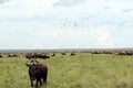 The Great Serengeti Migration Royalty Free Stock Photo