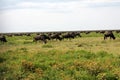 The Great Serengeti Migration Royalty Free Stock Photo