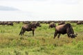 The Great Serengeti Migration Royalty Free Stock Photo