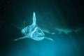 Great Shark Underwater Photo in the deep blue water. Royalty Free Stock Photo