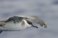 Great Shearwater, Ardenna gravis closeup Royalty Free Stock Photo