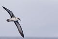 Great Shearwater, Ardenna gravis flying Royalty Free Stock Photo