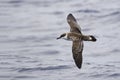 Great Shearwater, Ardenna gravis gliding Royalty Free Stock Photo