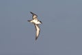 Great Shearwater flying over the Atlantic Ocean Royalty Free Stock Photo