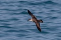 A Great Shearwater seabird in flight over the Atlantic ocean. Royalty Free Stock Photo