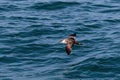 A Great Shearwater seabird in flight over the Atlantic ocean. Royalty Free Stock Photo