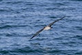 A Great Shearwater seabird, Ardenna gravis. Royalty Free Stock Photo