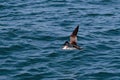 A Great Shearwater seabird in flight over the Atlantic ocean.