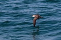 A Great Shearwater seabird in flight over the Atlantic ocean. Royalty Free Stock Photo