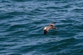 A Great Shearwater seabird in flight over the Atlantic ocean. Royalty Free Stock Photo