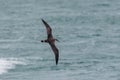 A Great Shearwater seabird in flight over the ocean.