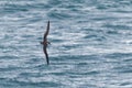 A Great Shearwater seabird in flight over the ocean. Royalty Free Stock Photo