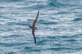 A Great Shearwater seabird in flight over the ocean. Royalty Free Stock Photo