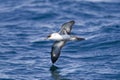 Great Shearwater Royalty Free Stock Photo