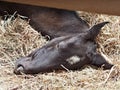 Young breed foal at an exhibition for breed horses