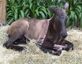 Young breed foal at an exhibition for breed horses