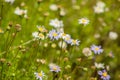 Great shot of a flower field