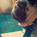 A Great Shot of Pug With Glares of Sun