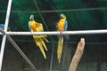 A CLOSE SHOT OF TWO BLUE MACAWS