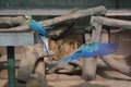 A CLOSE SHOT OF TWO BLUE MACAWS Royalty Free Stock Photo