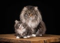 Great Siberian cat on black background with wooden texture Royalty Free Stock Photo