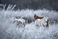 Great Siberian Horses In The Pasture,West Siberia, Altai Mountains.Herd Of Altai Free Grazing Adult Equines Of Various Colors And Royalty Free Stock Photo