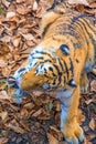 The great Siberian Tiger, a beautiful predator shows teeth, plays and poses for the camera.