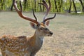 Great sika deer walks outdoors, close up