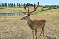 Great sika deer walks outdoors, close up