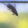 Great silver water beetle diving